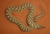 hognose female2.jpg