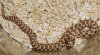 hognose.jpg