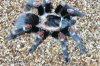 brachypelma auratum.jpg