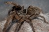 Tarantulas 049.jpg