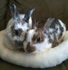 bunny museum.jpg