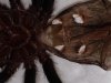 B. smithi molt2.jpg