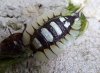 Porcellio expansus.jpg