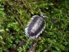 Porcellio werneri.jpg