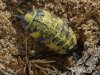 Porcellio spinipes.jpg