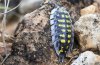 Porcellio haasi.jpg