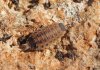 Proporcellio vulcanius.jpg