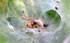 Funnel Web Spider 1.jpg