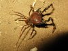 Pseudo-araña_nocturna_(opilion)[1].jpg