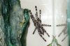 poecilotheria fasciata female1.JPG