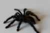 spiders 015.jpg