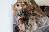spiders 049.jpg