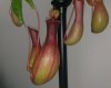 Nepenthes 008.jpg