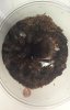 Goliath Tarantula.jpg