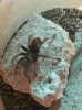 Aphonopelma on campus.jpg