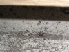 101915_Harvestman01.jpg