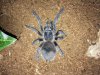 Lasiodora parahybana 004.jpg