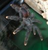 aavicularia-female01.jpg