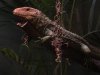 arachno caiman lizard.jpg