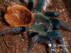 chromatopelma_cyaneopubescens_dorsal.jpg