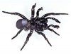 male eastern mouse spider.jpg