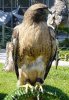 arachno red tailed hawk.jpg