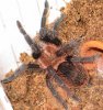 Brachypelma albopilosum juvenile freshly moulted.JPG