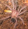 Brachypelma boehmei sling eating 2.JPG