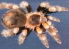 Brachypelma smithi adult female.JPG