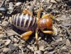 Arachno Jerusalem Cricket.JPG