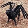 Arachnopuppy