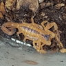 ScorpionObsession