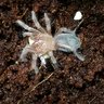 Fosh Smithi