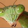 Giant Asian mantis lover