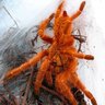 Deadlytarantulacouple93