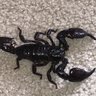 Scorpionkid