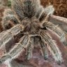 bunnythetarantula