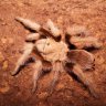 AaronArachno