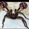 Arachnogirl97