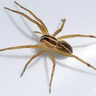 SaraXOctogon