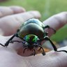 SeaBeetles