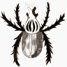 GoliathusRegius