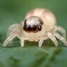 AButteredSpider17