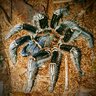 Trantulamomma83