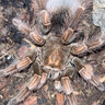 Tarantula Tom