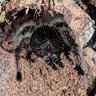 TattingTarantula