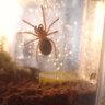 Diidea