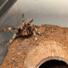 Arachnophobespiderlover