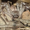 holconia immanis