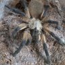 Keepingupwiththespiders